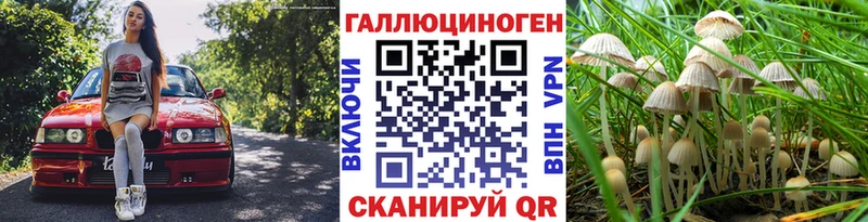 Галлюциногенные грибы Cubensis  купить   Шагонар 